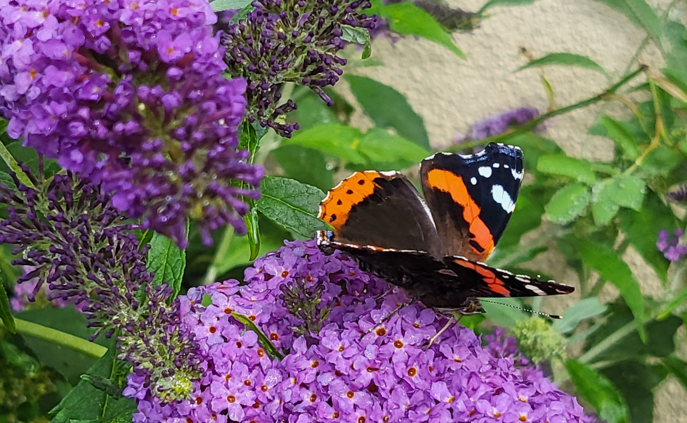 A butterfly on purple flowers